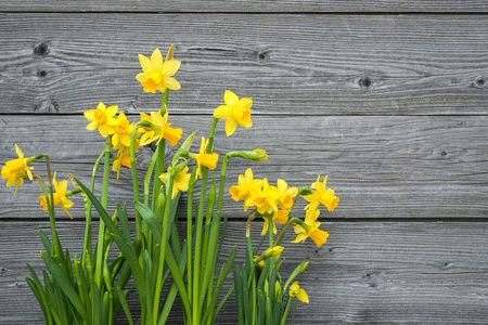 daffodils-against-barn-wood